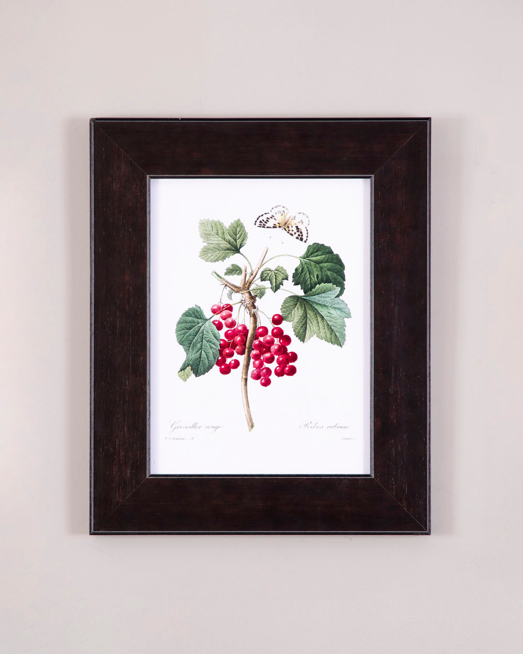 Red Currant Botanical Study