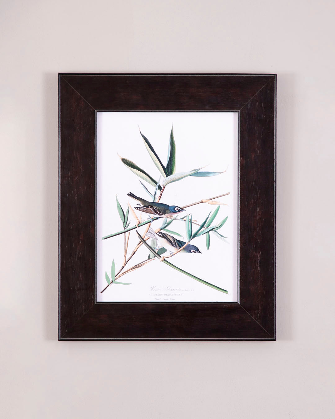 Solitary Flycatcher Bird