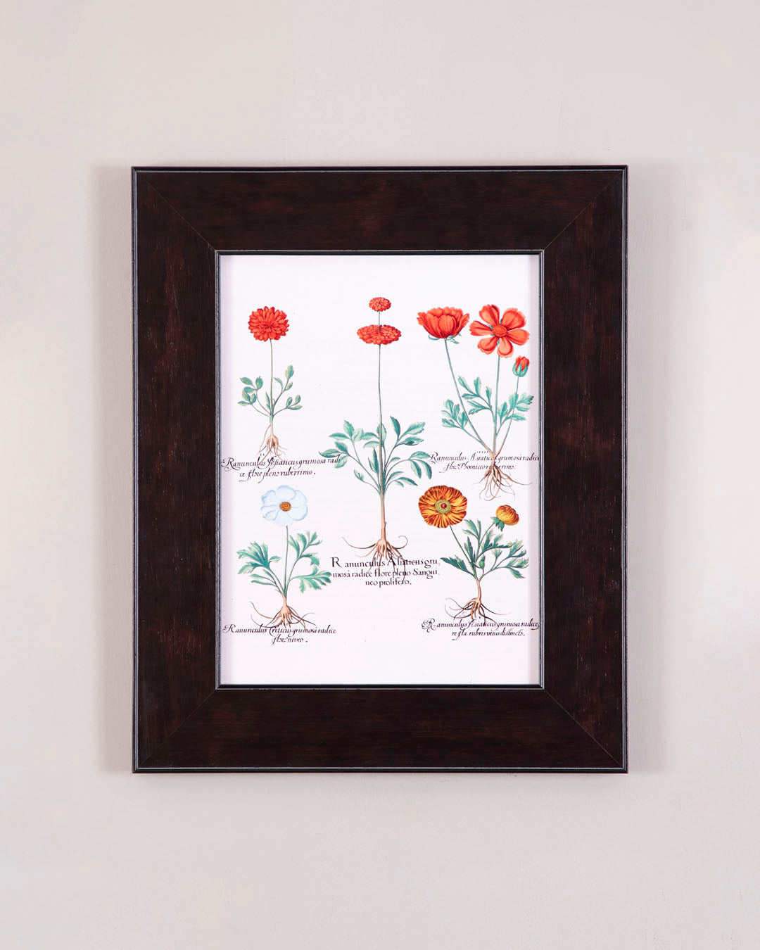 Ranunculus Asiaticus Cranium Plant