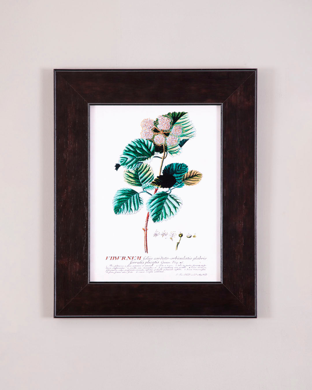 Rose Leaf Study - Framed Scientific Floral Print
