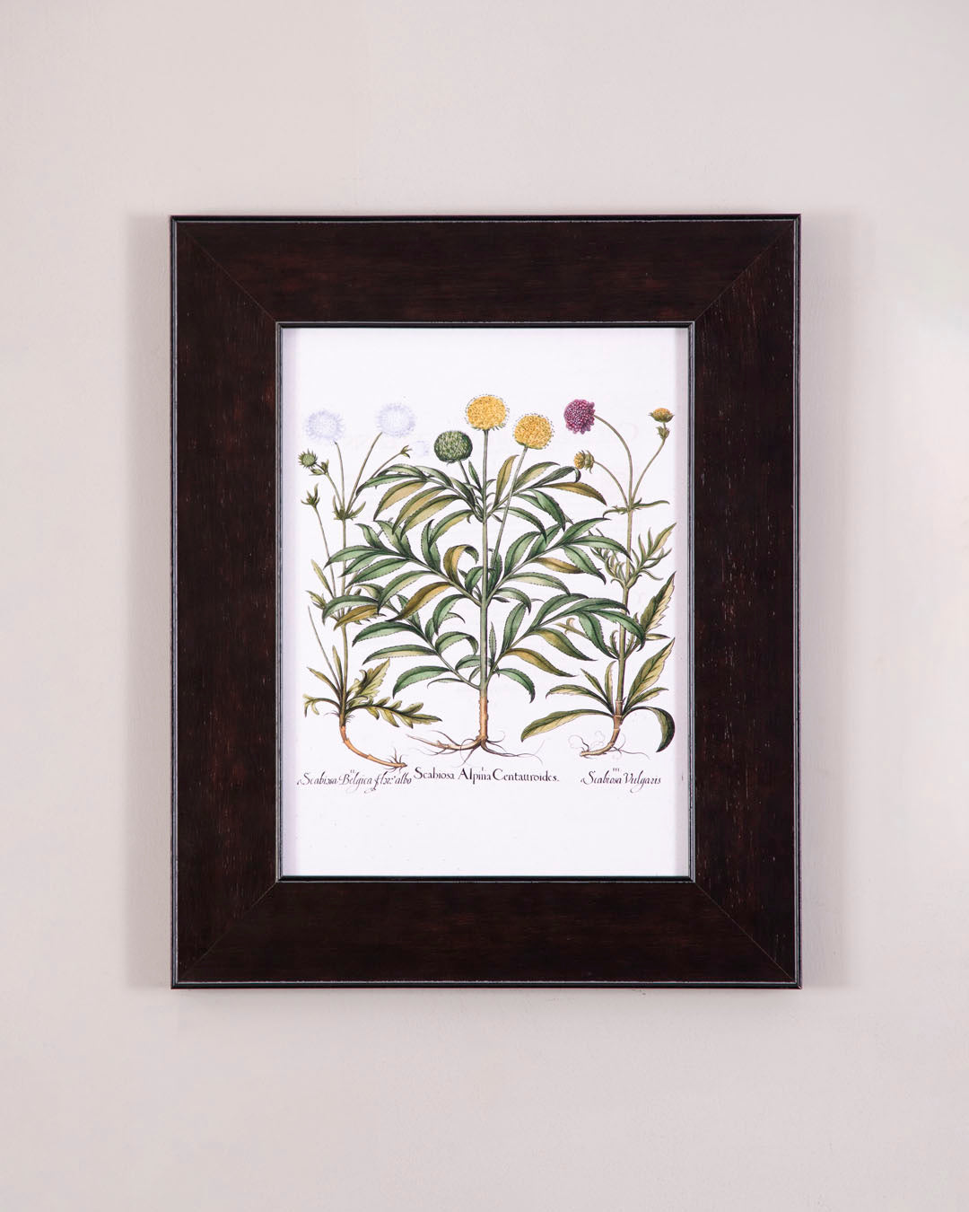 Scabiosa Alpina Centauroides