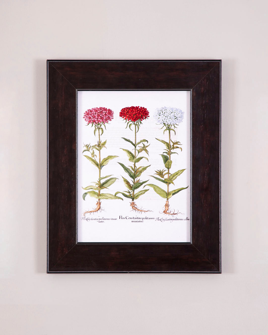 Floss Constantinopolitans Plant