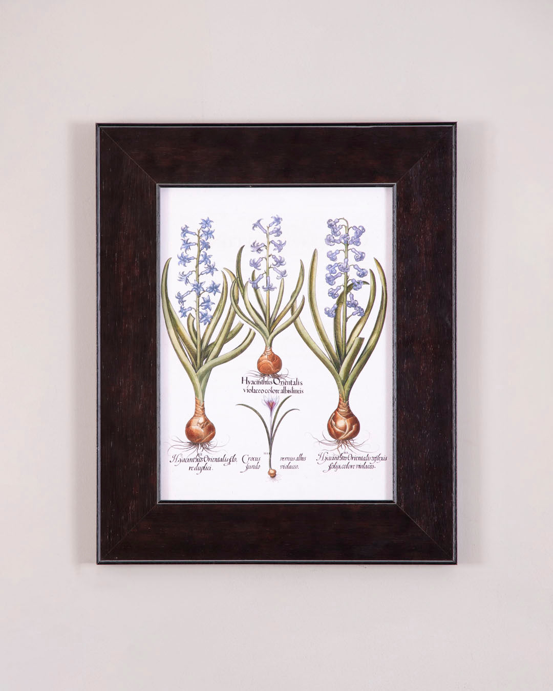 Hyacinthus candidissimus plenoflore