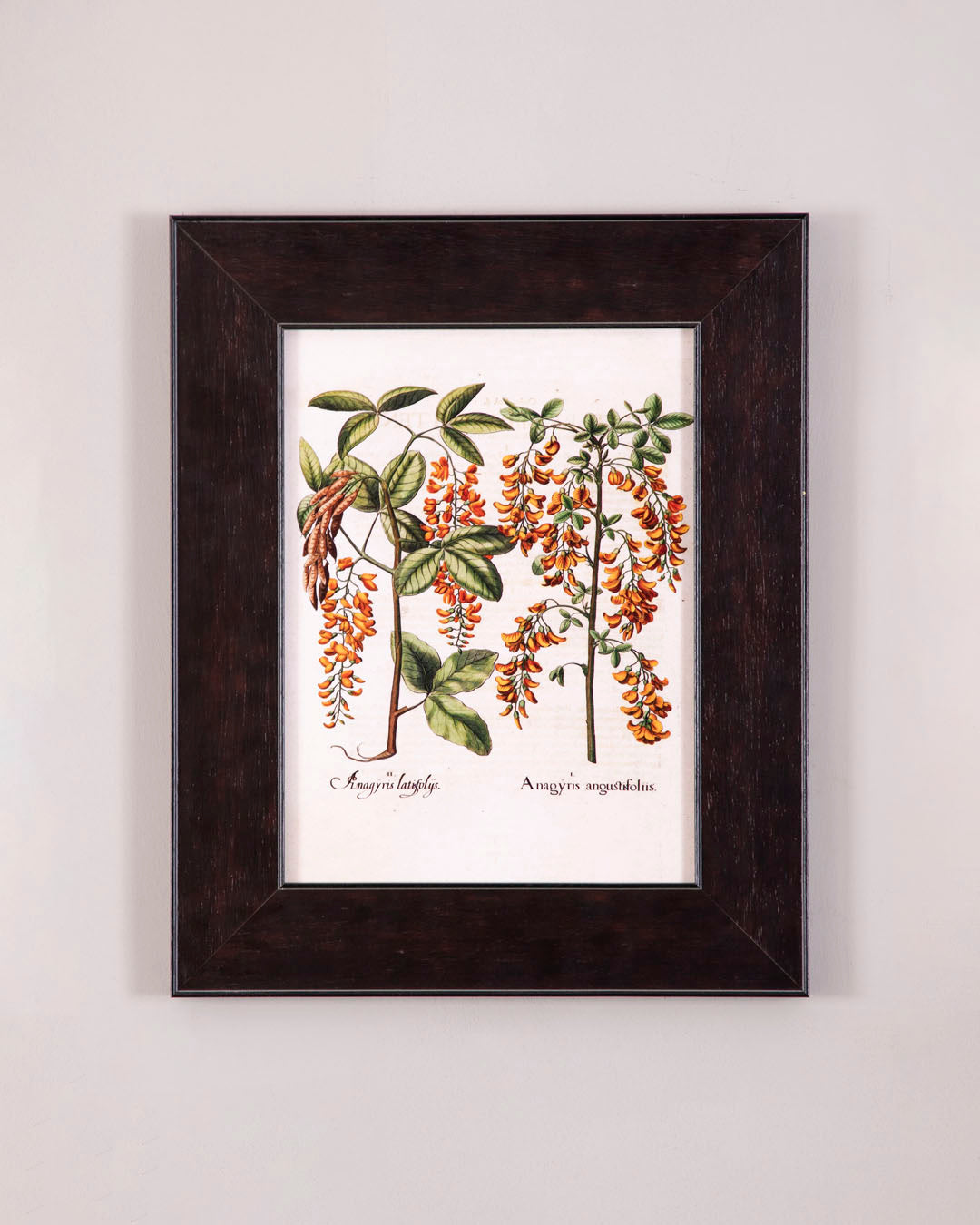 Anagyris Latifolis & Anagyris Angustifoliis Plants