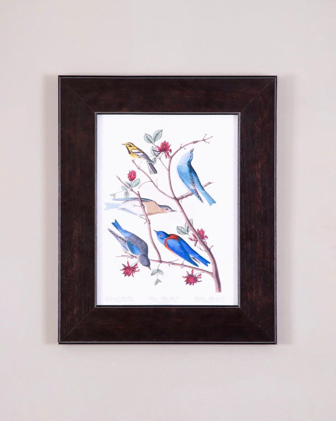 Townsend'S Warbler, Arctic Blue Bird And Western Blue Bird