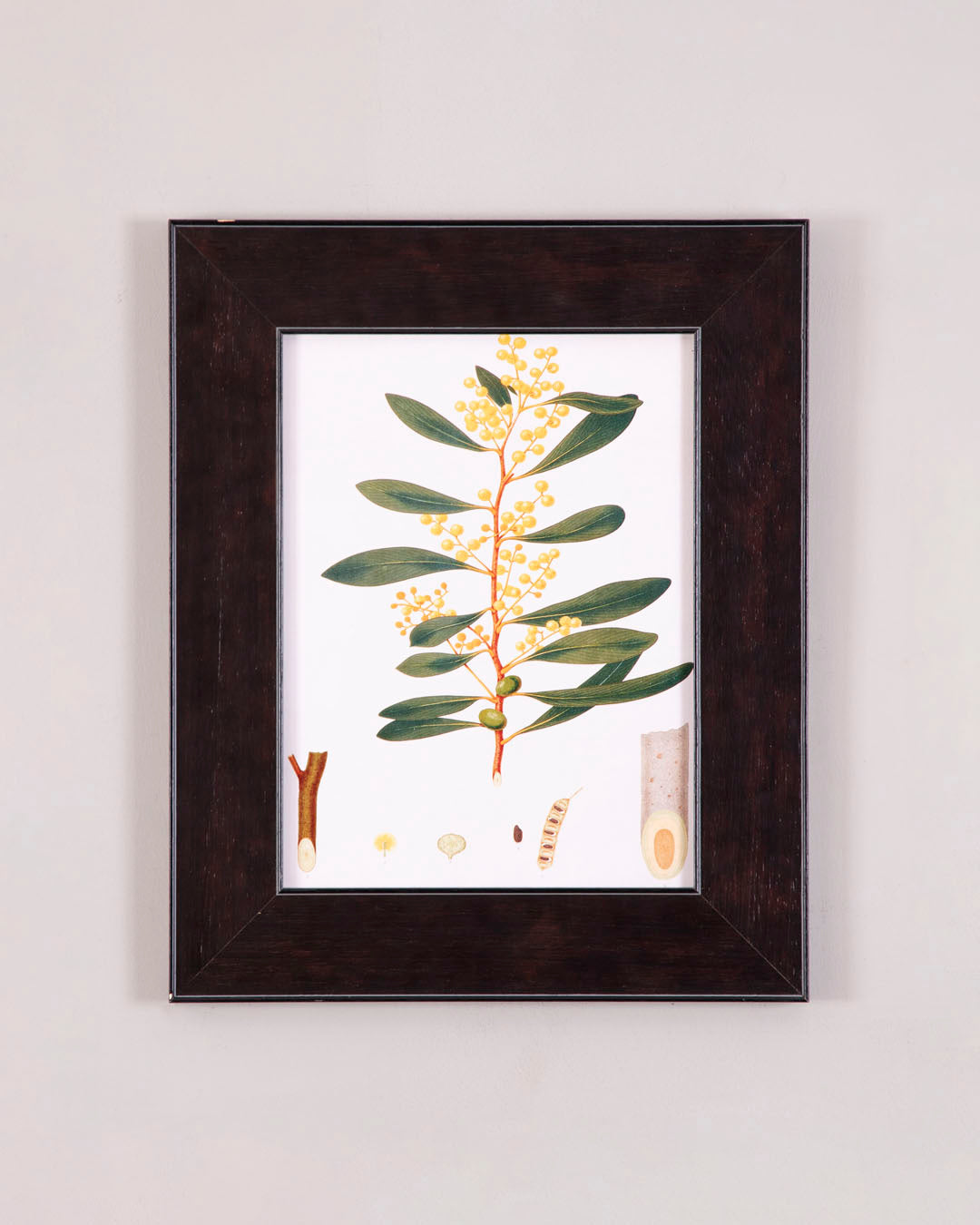 Acacia Botanical - Scientific Flora Study