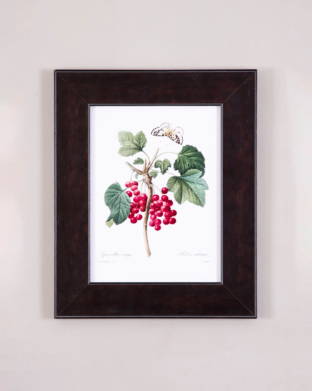 Red Currant Vintage Lithograph