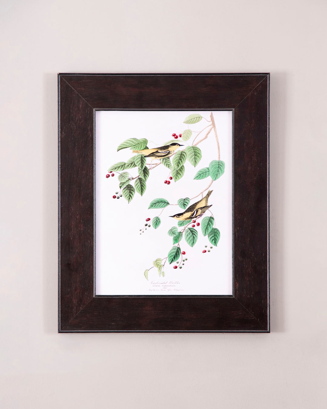 Carbonated Warbler Bird