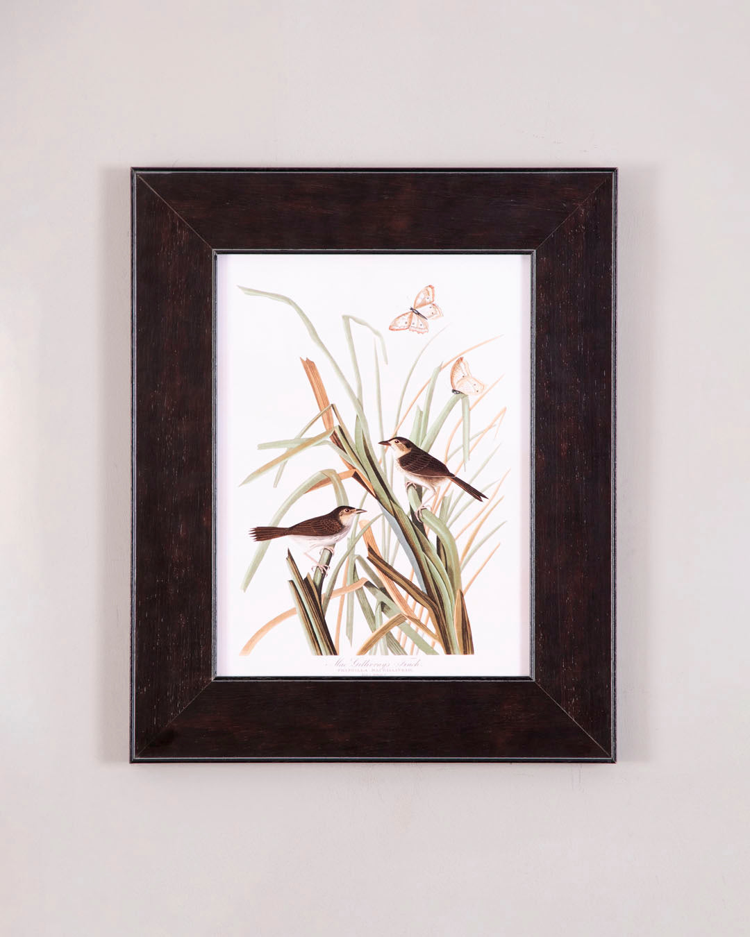 Macgillivray'S Finch Bird