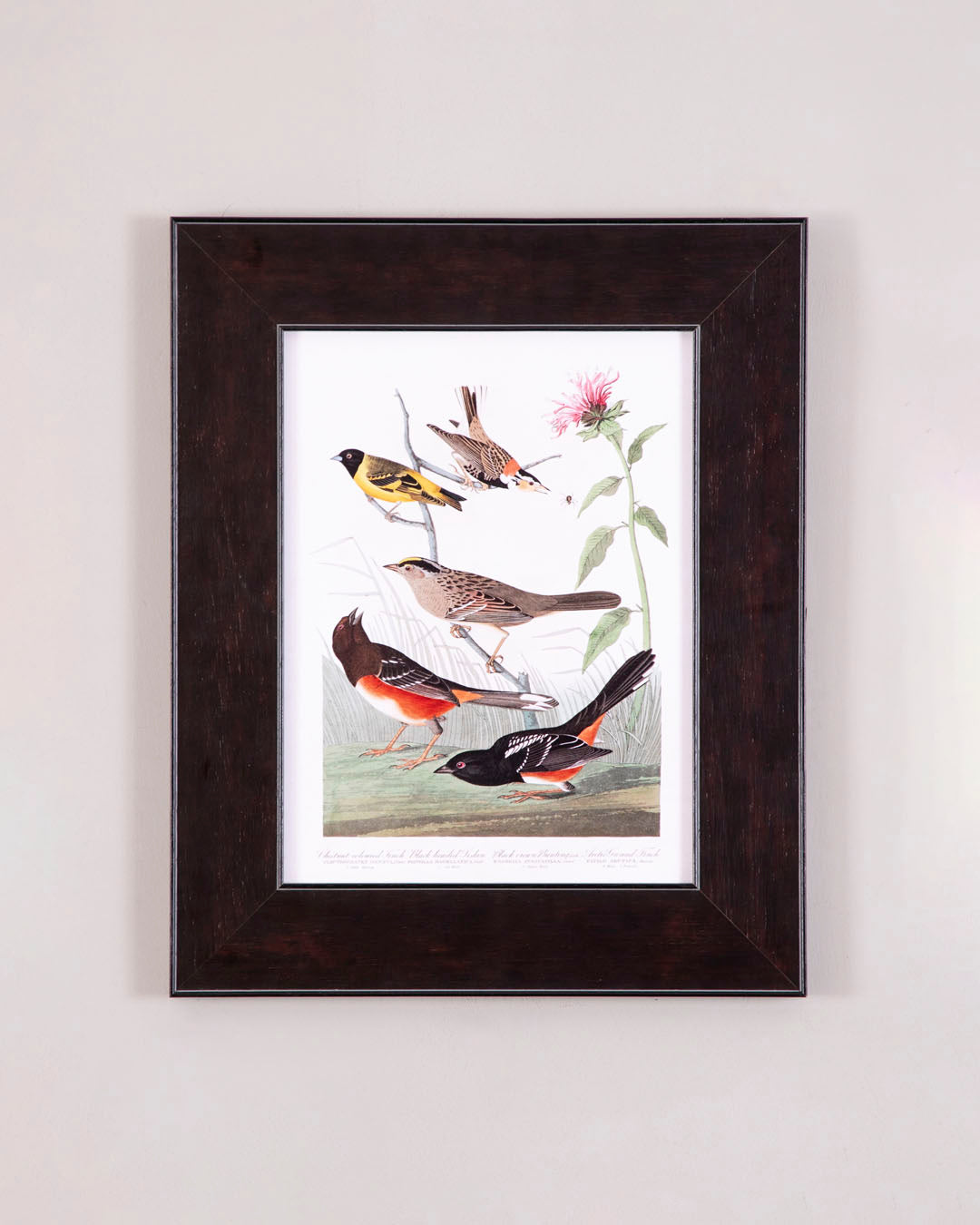 Bullock's Oriole, Baltimore Oriole, Mexican Goldfinch And Varied Thrush Birds