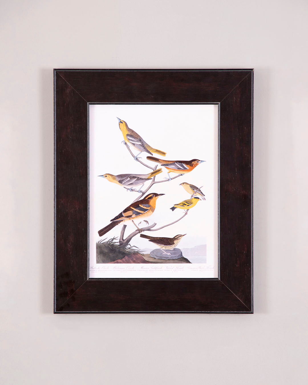 Chestnut Colored Finch, Black Headed Siskin, Black Crown Bunting And Arctic Ground Finch Bird