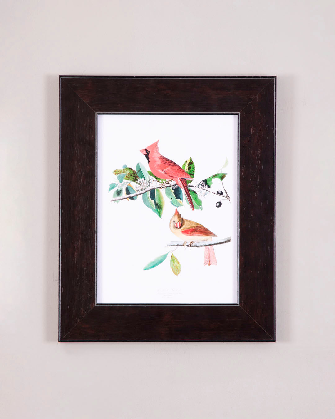 Cardinal Grosbeak Bird