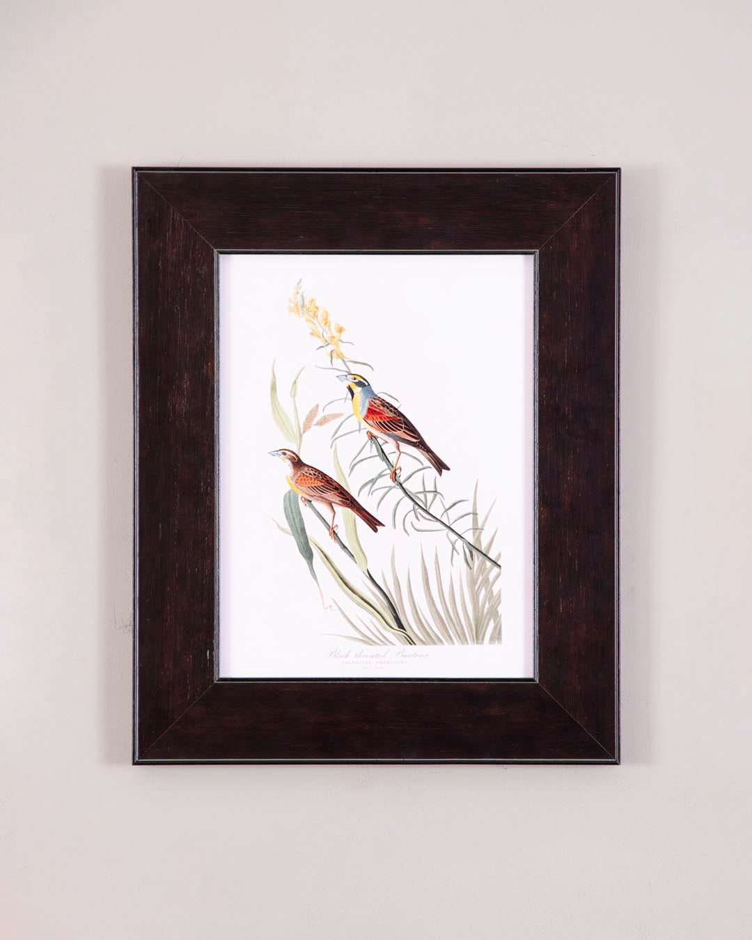 Black Throated Bunting Bird