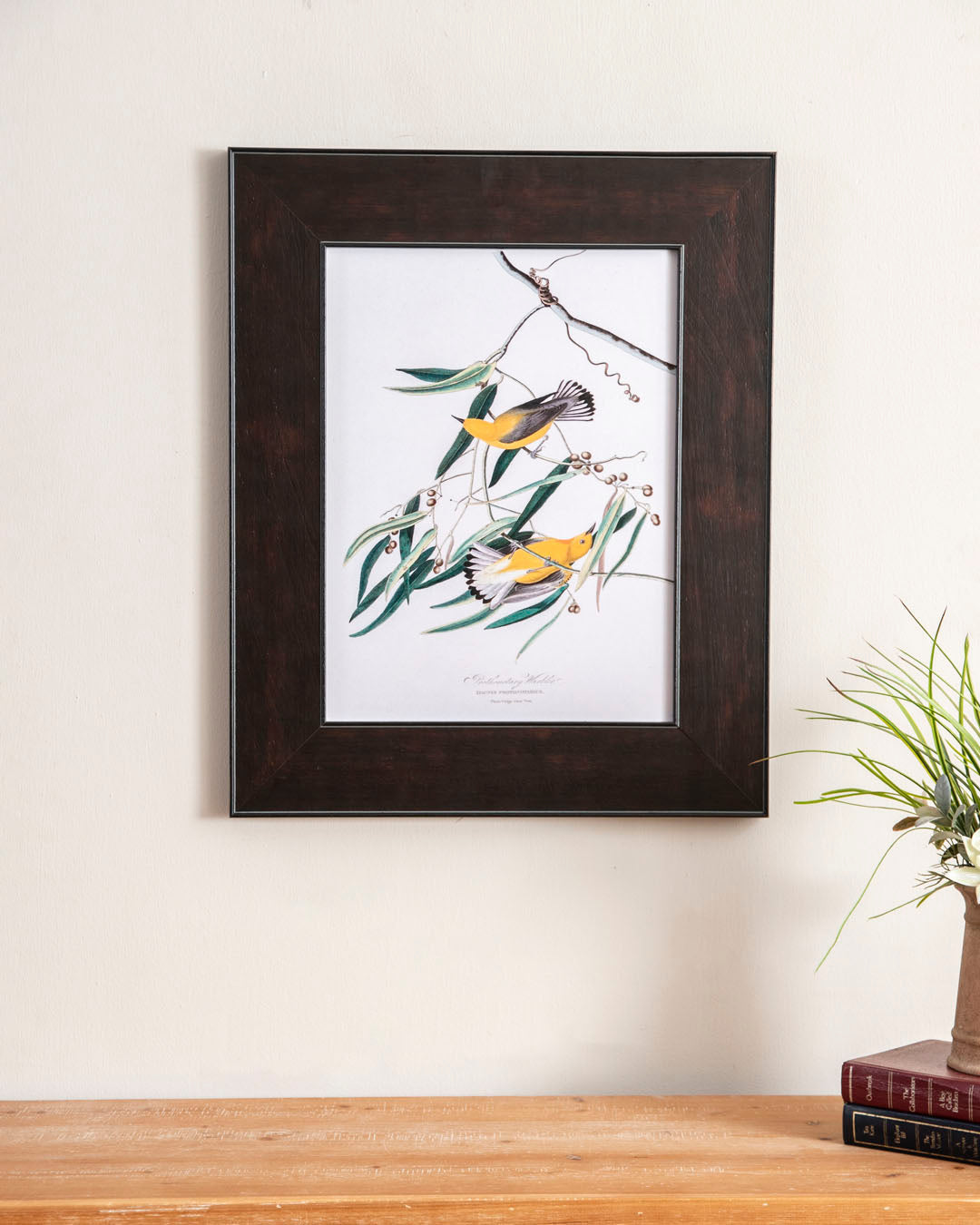 Prothonotary Warbler Bird