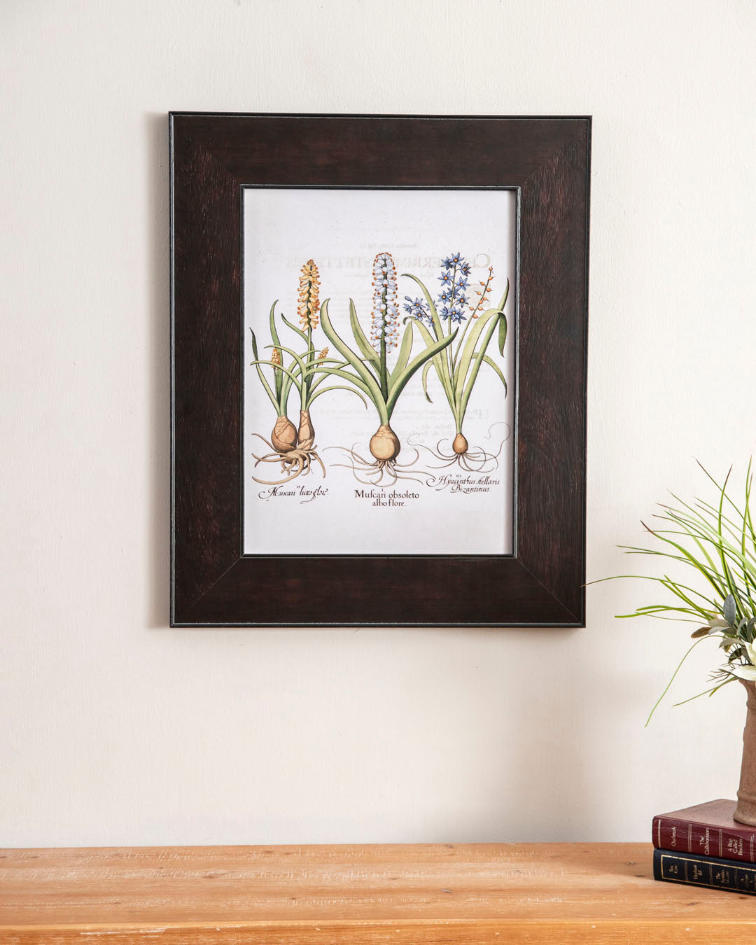 Muscari Obsoleto Alboflore Plant