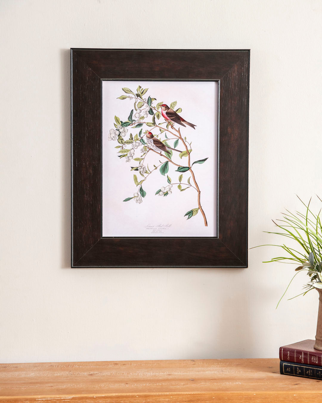 Lesser Red-Poll Bird