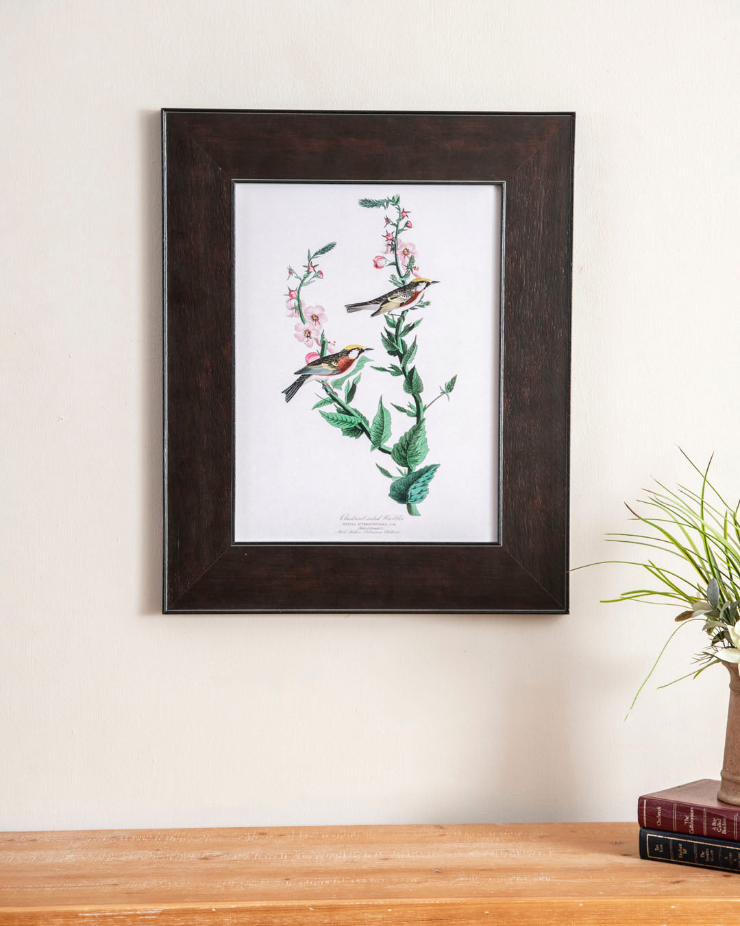 Chestnut Sided Warbler Bird