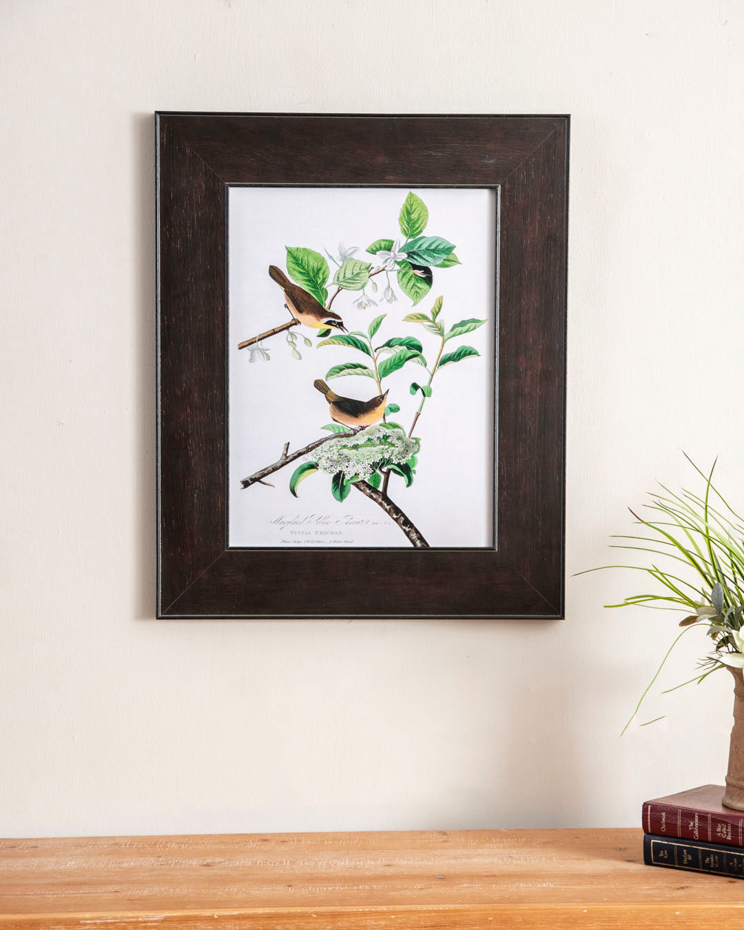 Maryland Yellow Throat Bird