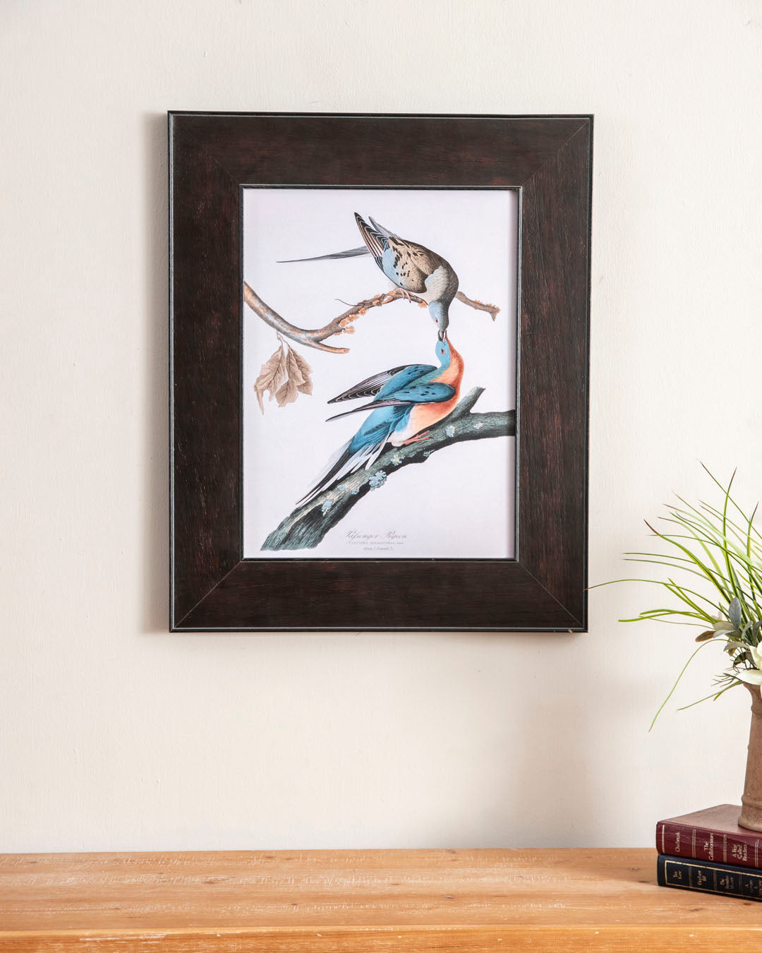 Passenger Pigeon Bird