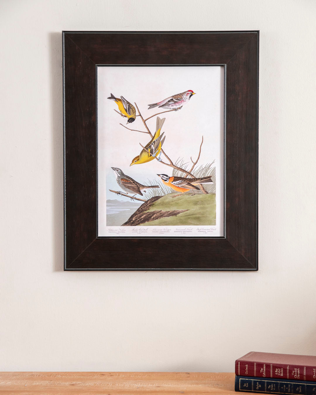 Arkansaw Siskin, Mealy Red Poll, Louisiana Tanager, Townsend's Finch And Buff Breasted Finch Birds