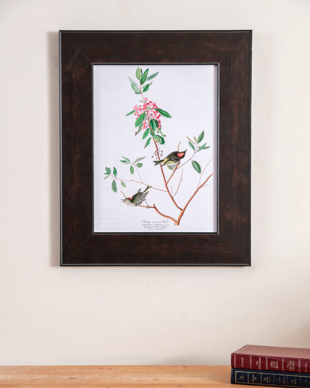 Ruby Crowned Wren Bird