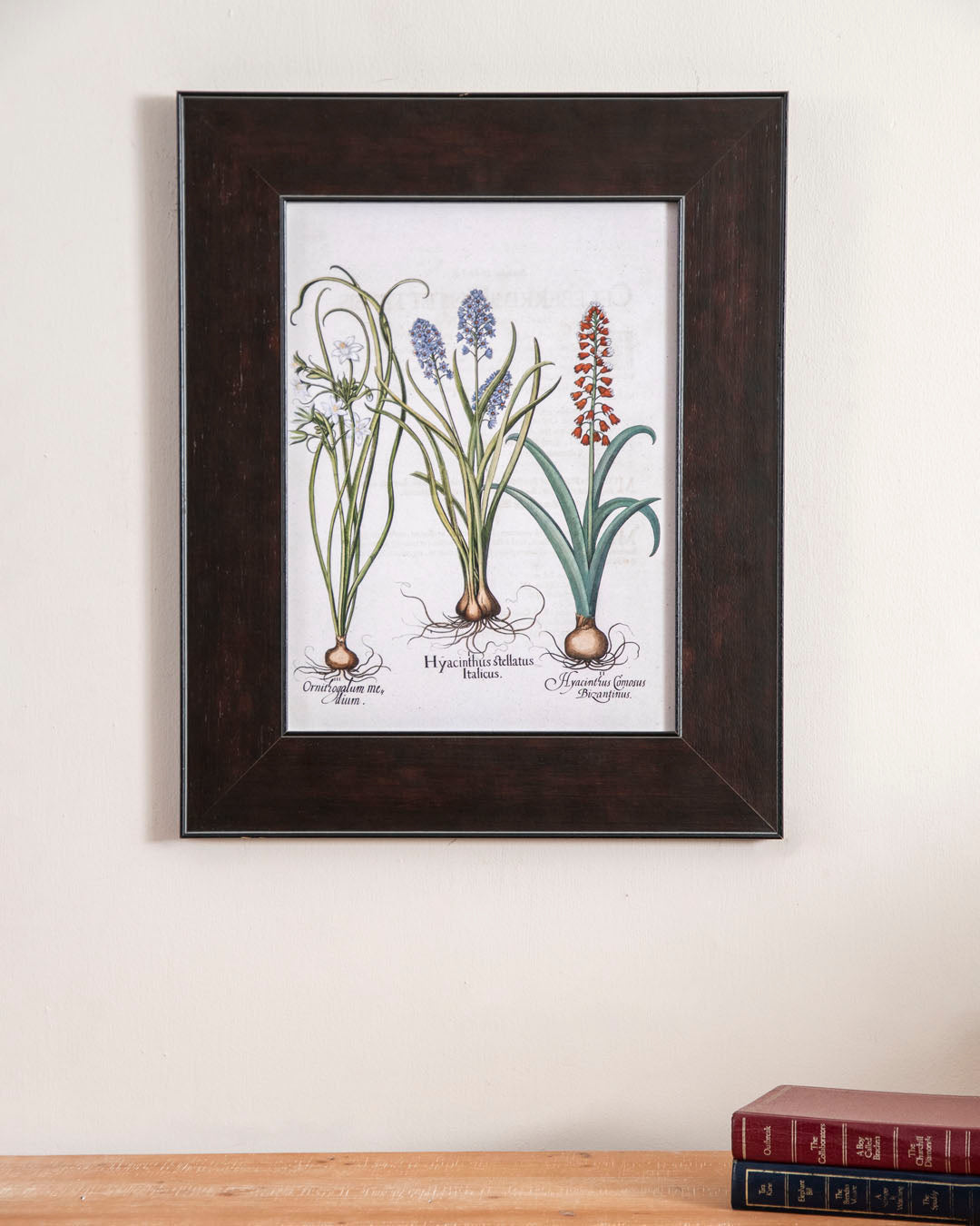 Hyacinthus stellatus Italicus