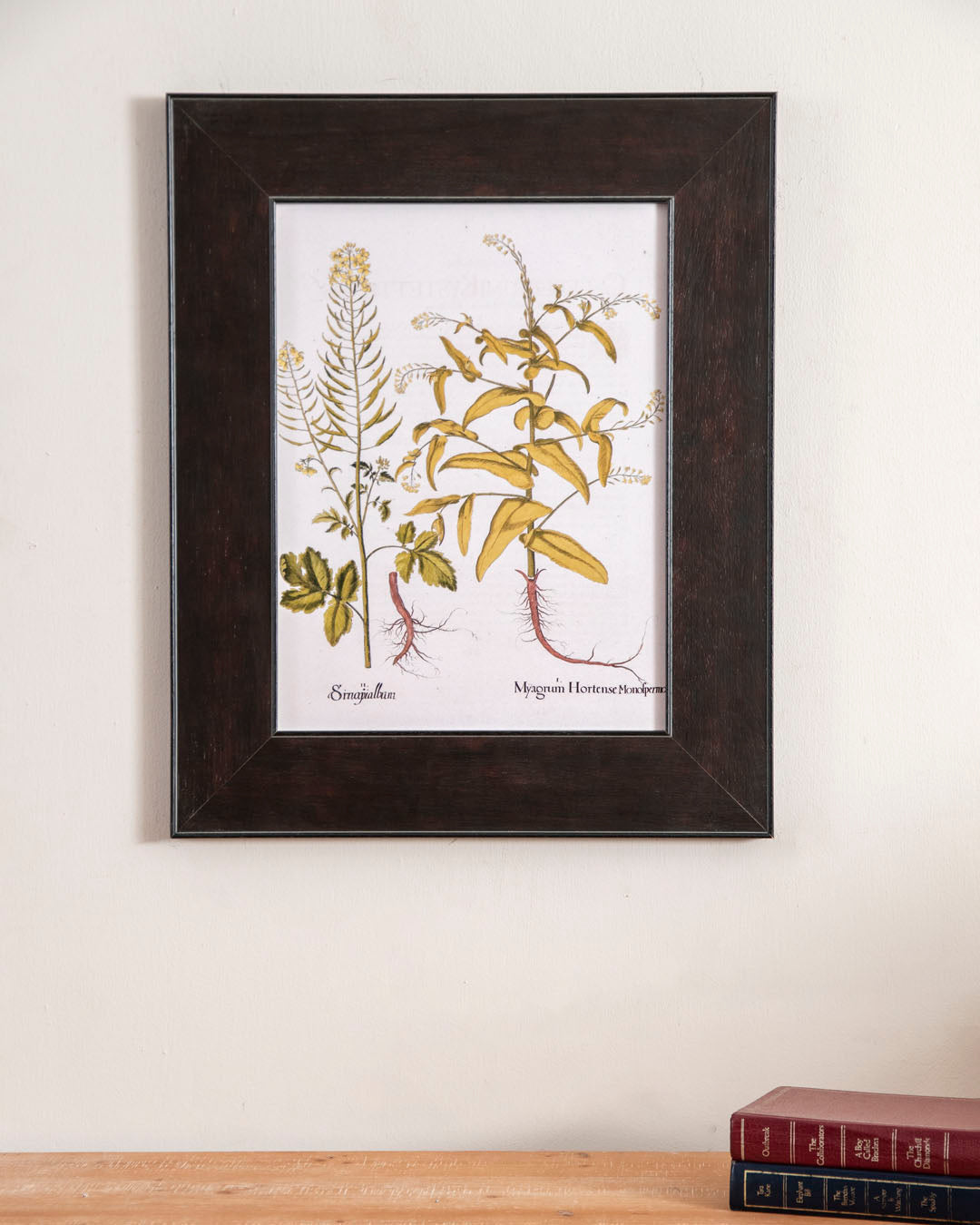 Myagrum Hortense Monofpermon & Sirnogoialbum